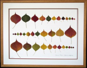 flatflowerbotanicals003007.jpg